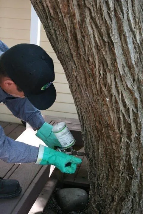 Reliable residential landscaping in Visalia, CA - The Experienced Gardener