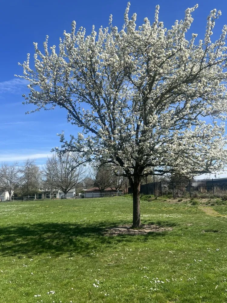 Local landscape design for homes in Corvallis, OR by The Extra Hand