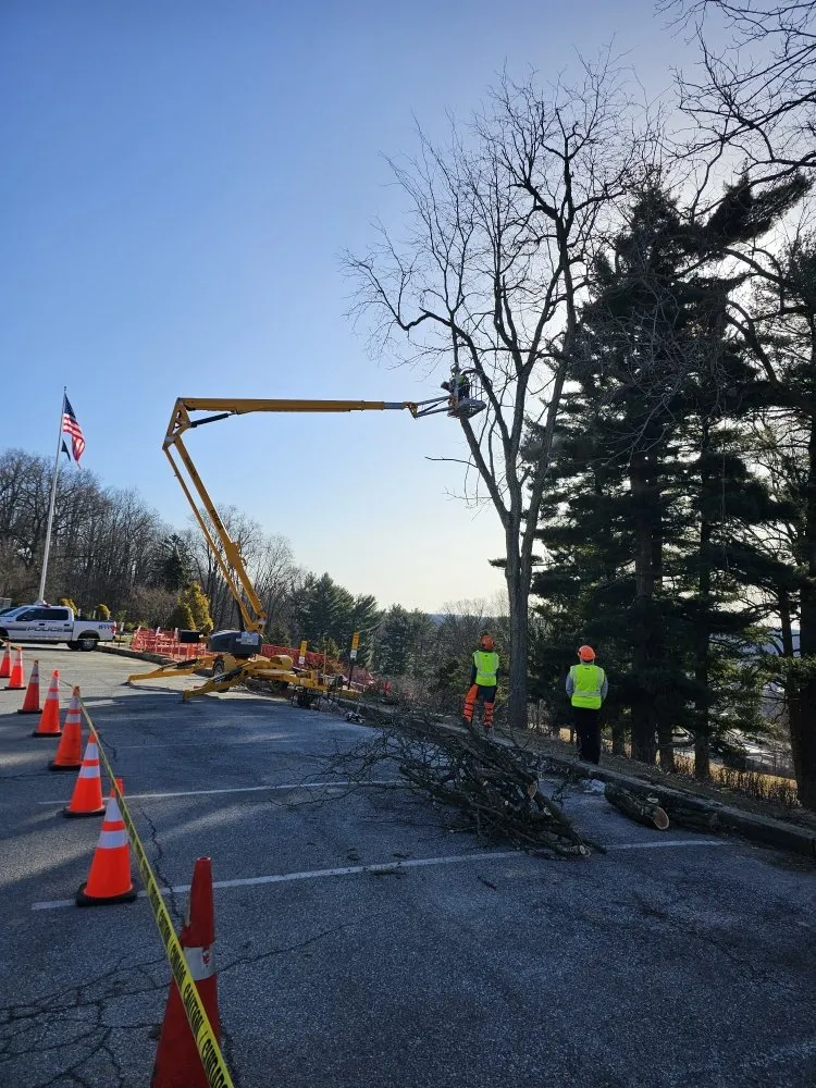 Expert yard maintenance experts serving Millsboro, DE - The Family Tree