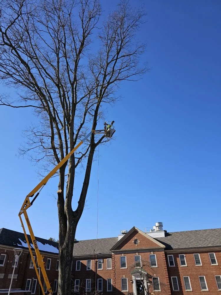 Professional landscape installation in Millsboro, DE - The Family Tree
