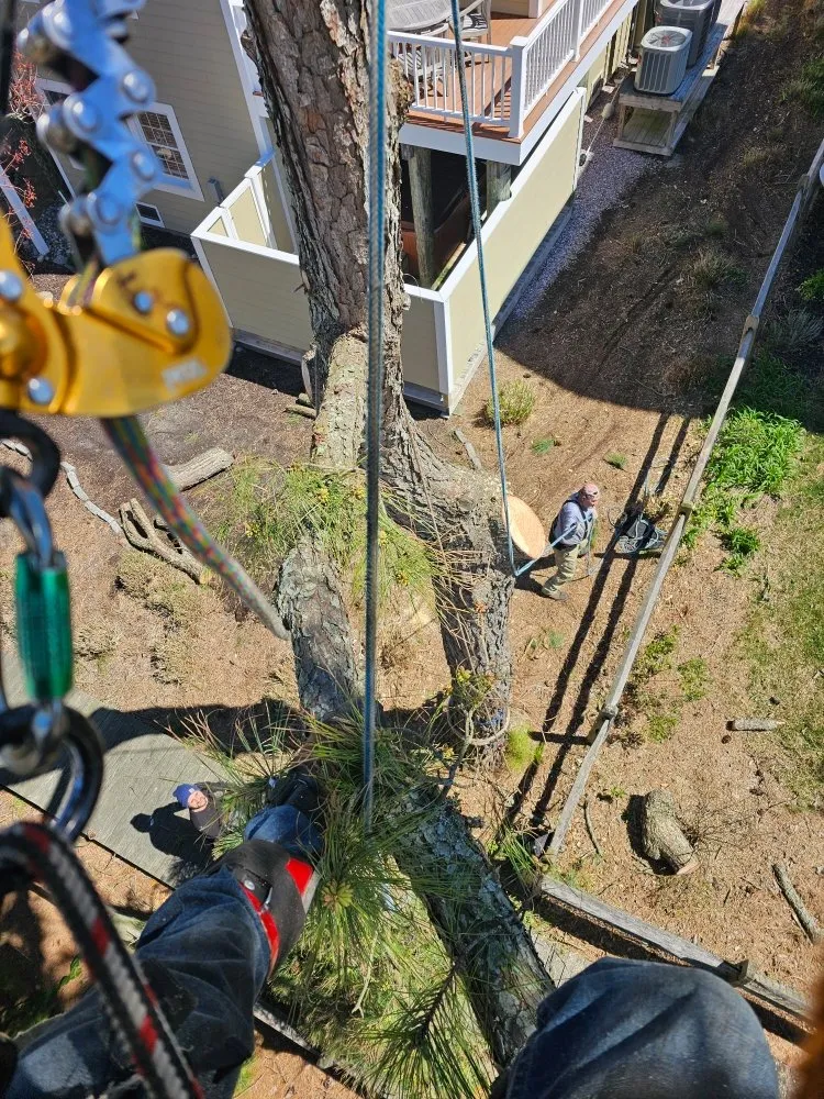 Reliable landscape design for outdoor upgrades in Millsboro, DE by The Family Tree