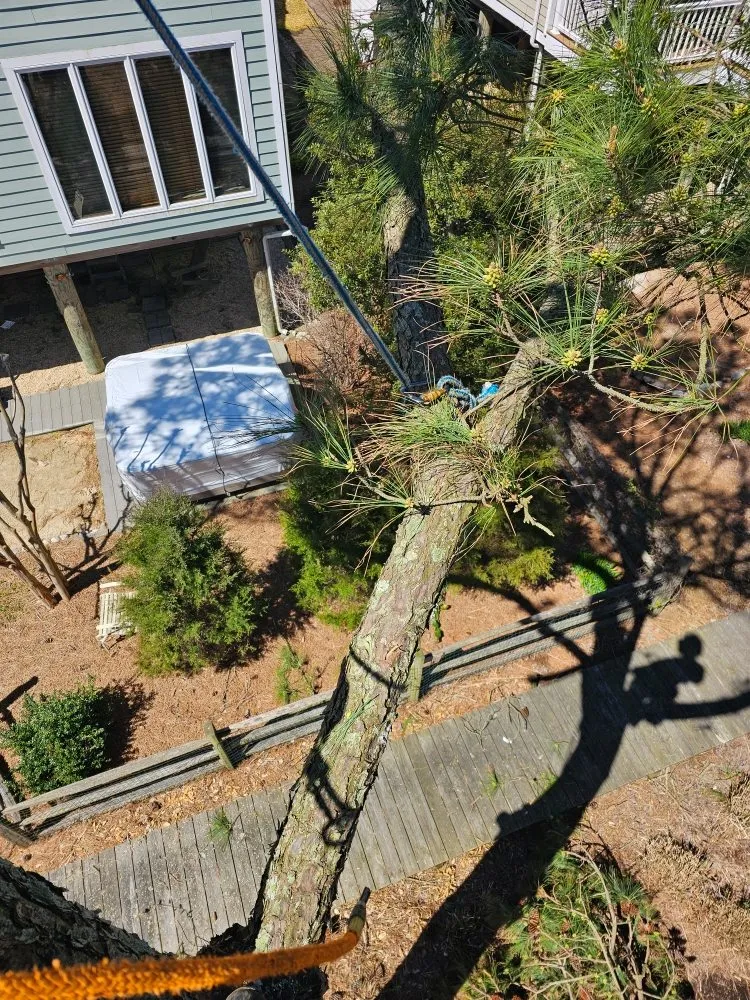 Trusted landscape design near you in Millsboro, DE by The Family Tree