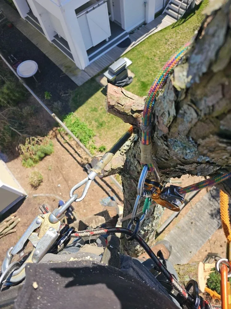 Custom landscaping services experts serving Millsboro, DE - The Family Tree