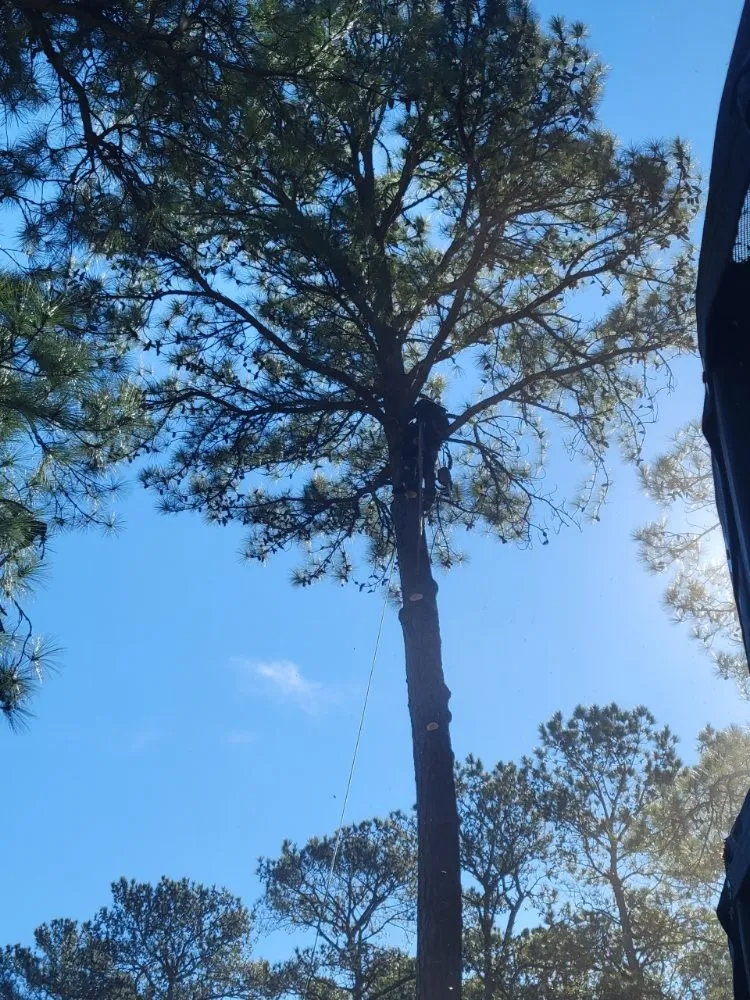 Custom residential landscaping in Millsboro, DE - The Family Tree