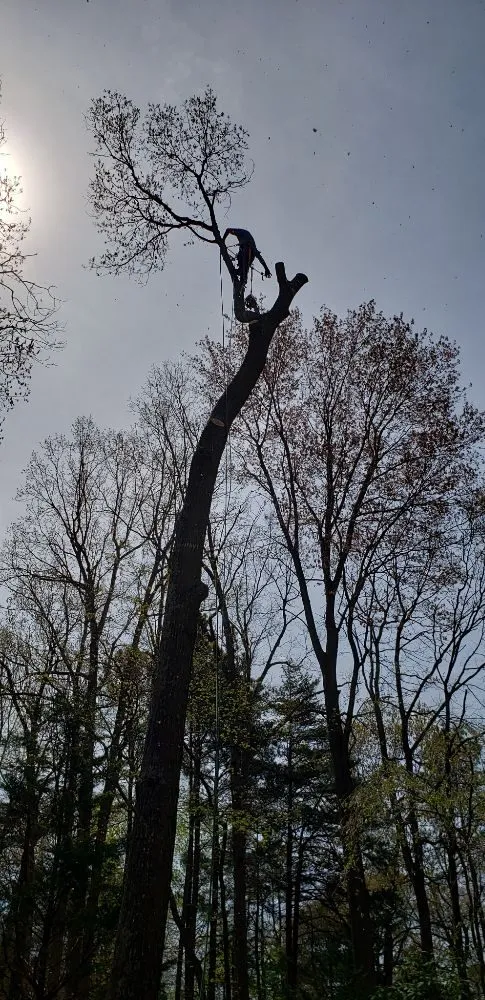 Affordable landscaping services in Millsboro, DE by The Family Tree