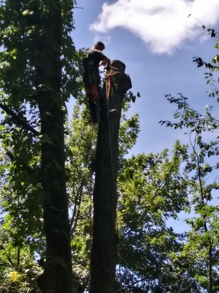 Expert lawn mowing service for outdoor upgrades in DeFuniak Springs, FL by The Final Cut Tree and lawn care