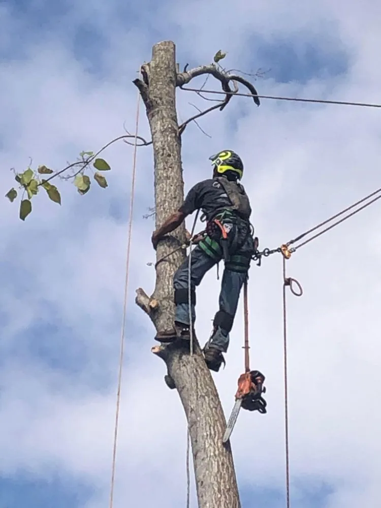 Reliable landscape installation for outdoor upgrades in DeFuniak Springs, FL by The Final Cut Tree and lawn care