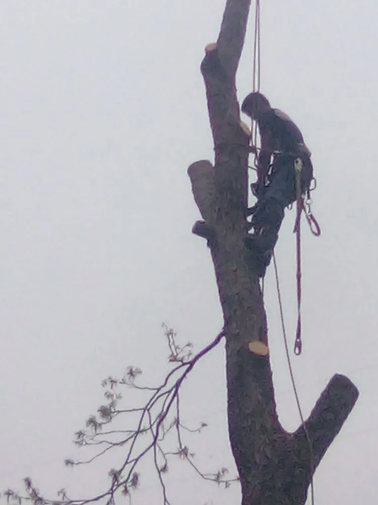 Top-rated landscaping services experts serving DeFuniak Springs, FL - The Final Cut Tree and lawn care