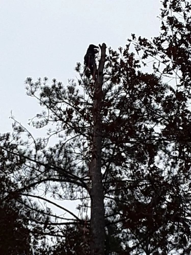 Reliable garden landscaping for year-round maintenance in DeFuniak Springs, FL by The Final Cut Tree and lawn care