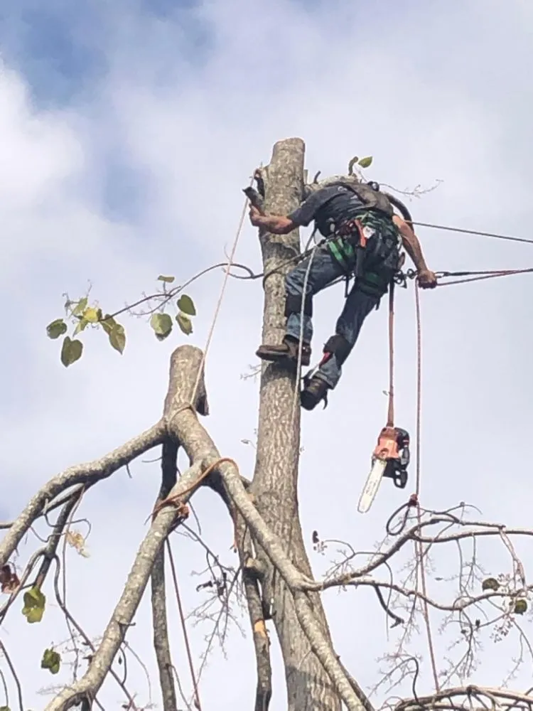 Reliable outdoor landscaping for residential properties in DeFuniak Springs, FL by The Final Cut Tree and lawn care