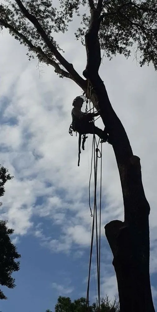 Local landscaping services for homes in DeFuniak Springs, FL by The Final Cut Tree and lawn care