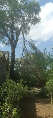 The Final Cut Tree and lawn care