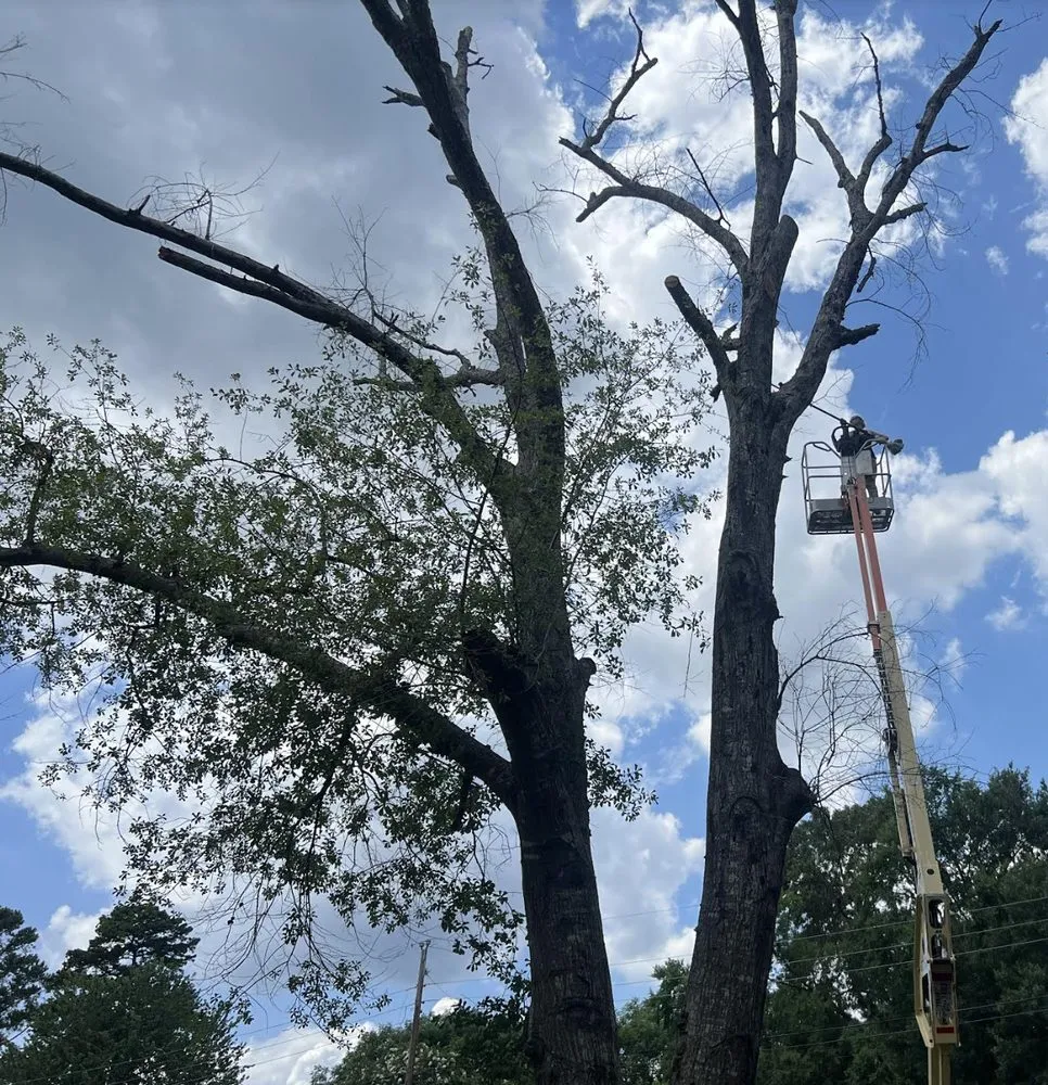 Affordable yard cleanup service experts serving Clarksville City, TX - The Firewood Gals