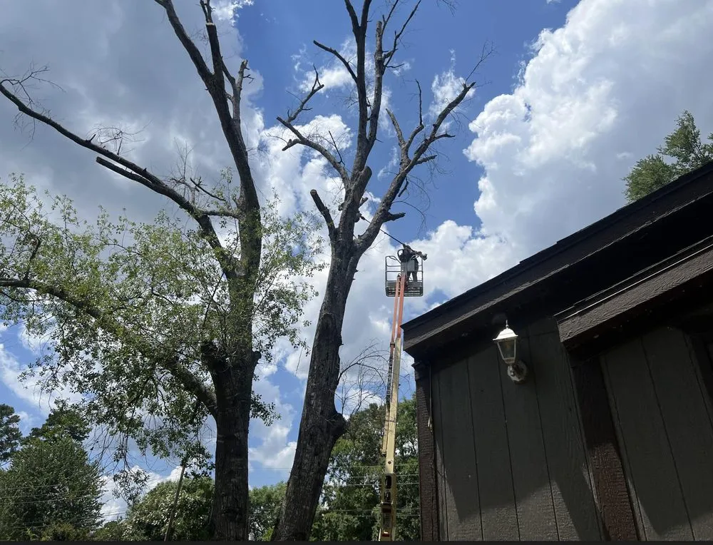 Top-rated lawn care service for beautiful yards across Clarksville City, TX - The Firewood Gals