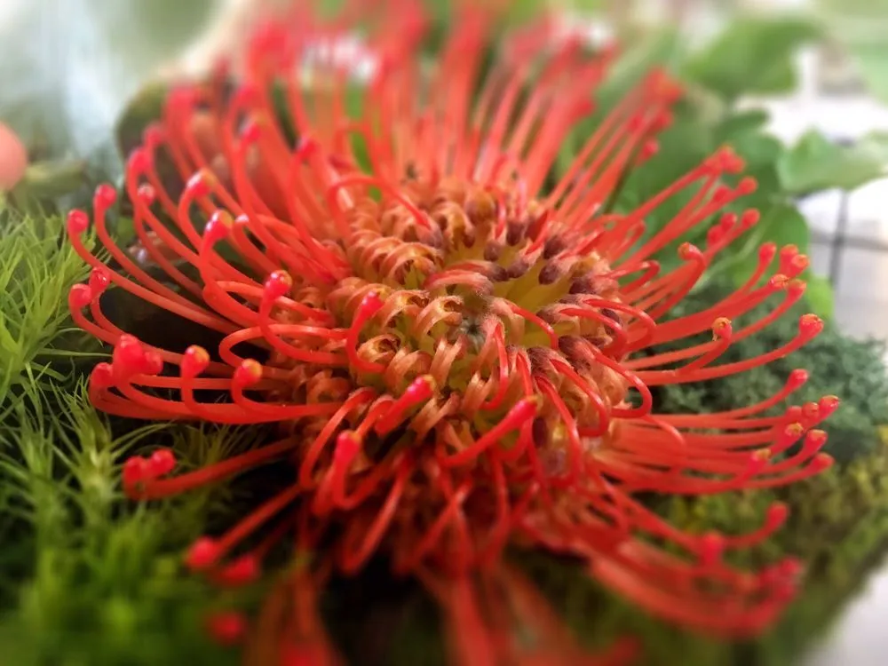 Expert landscape installation experts serving Reno, NV - The Florist at Moana Nursery