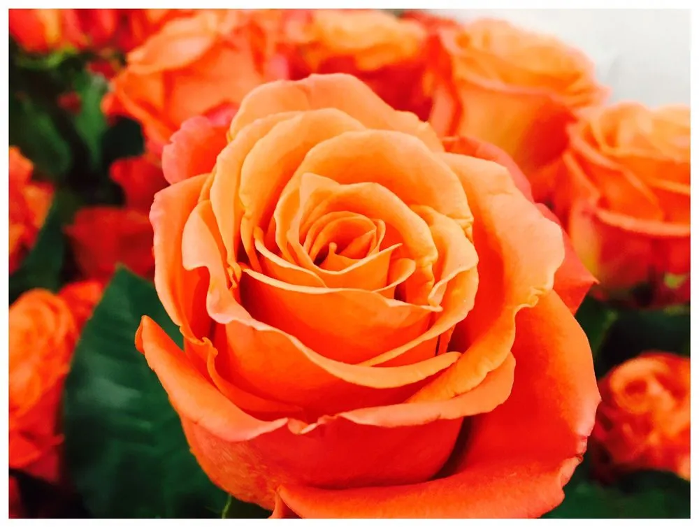 Affordable landscaping services with custom design in Reno, NV by The Florist at Moana Nursery