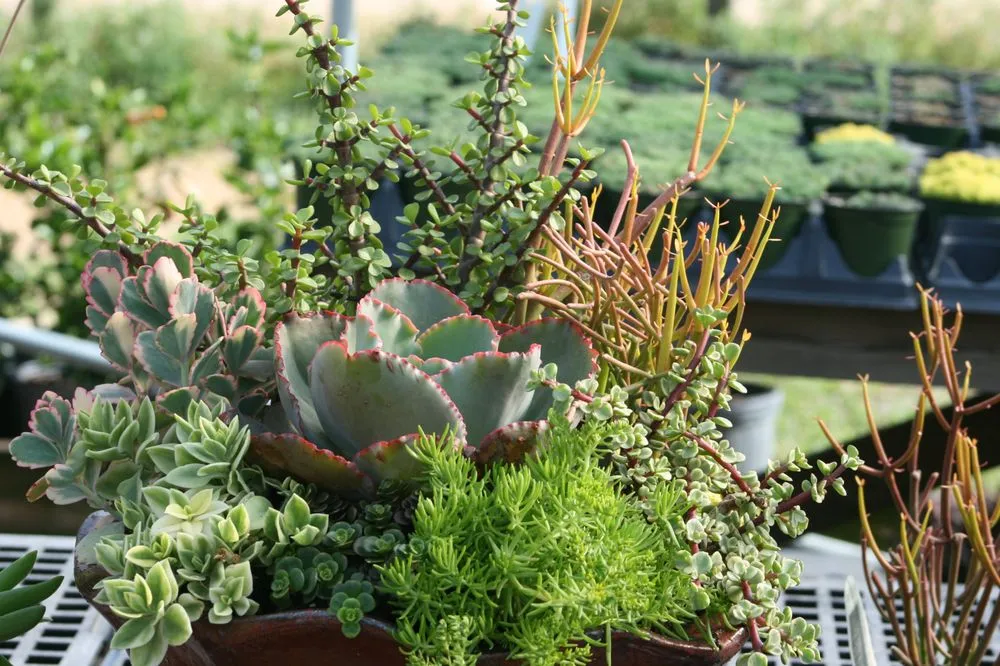 Professional yard maintenance in Lumberton, MS by The Flower Bed Nursery