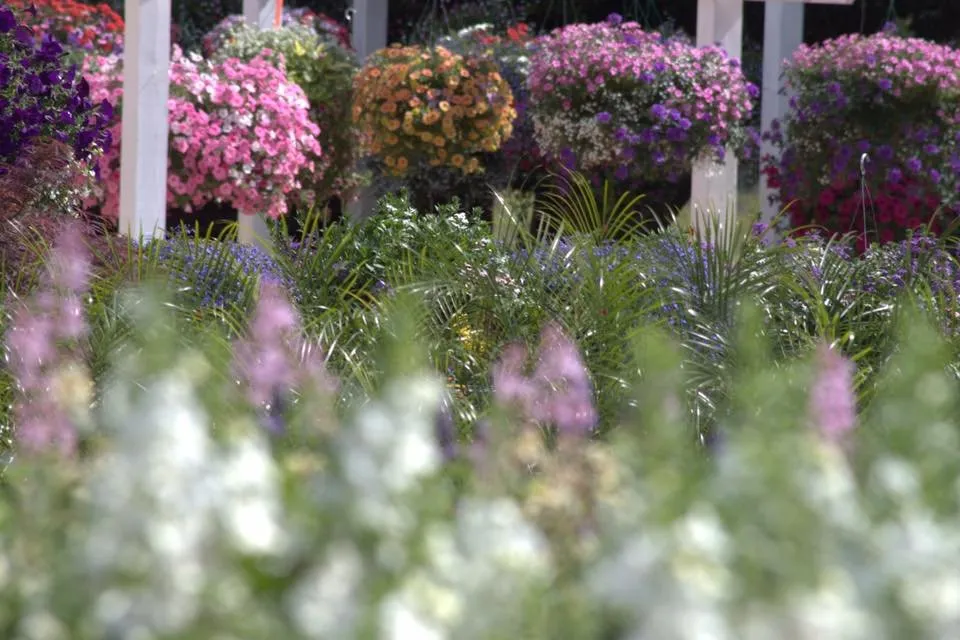 Top-rated yard maintenance for homes in Lumberton, MS by The Flower Bed Nursery