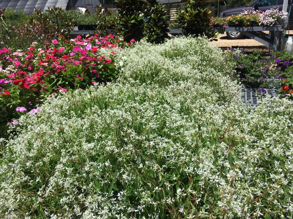 Top-rated lawn care service experts serving Lumberton, MS - The Flower Bed Nursery