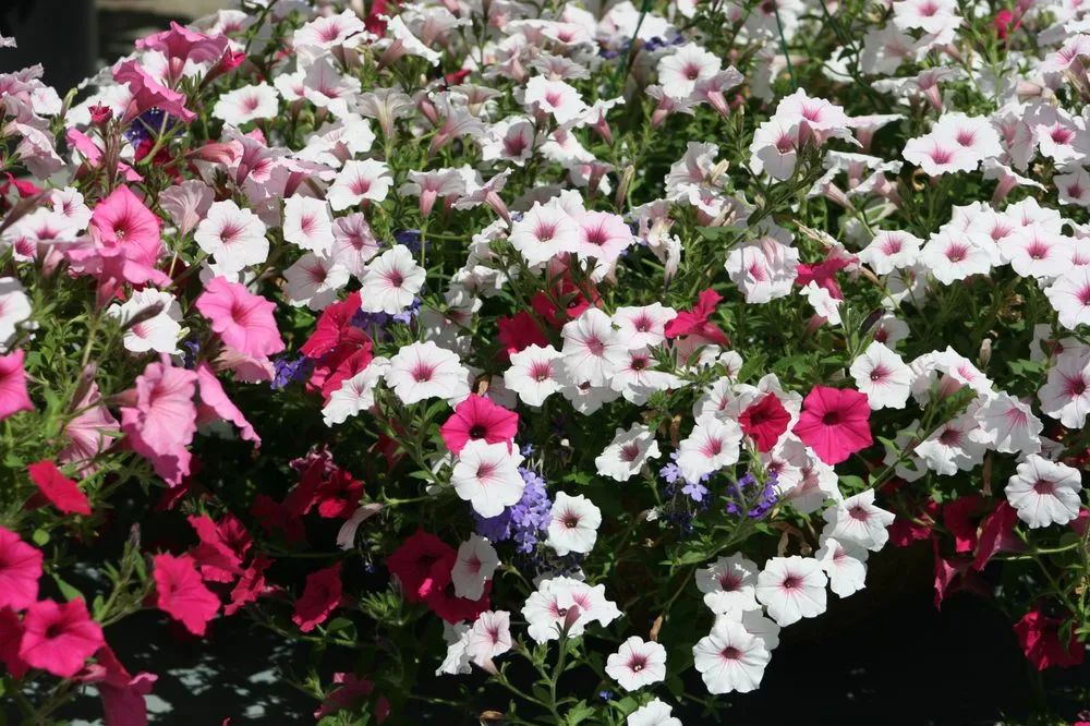 Professional lawn mowing service in Lumberton, MS - The Flower Bed Nursery