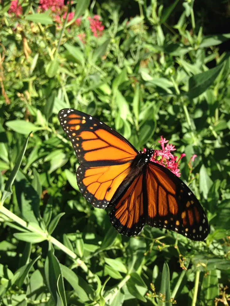 Expert lawn mowing service in Sebastopol, CA by The Flowering Earth
