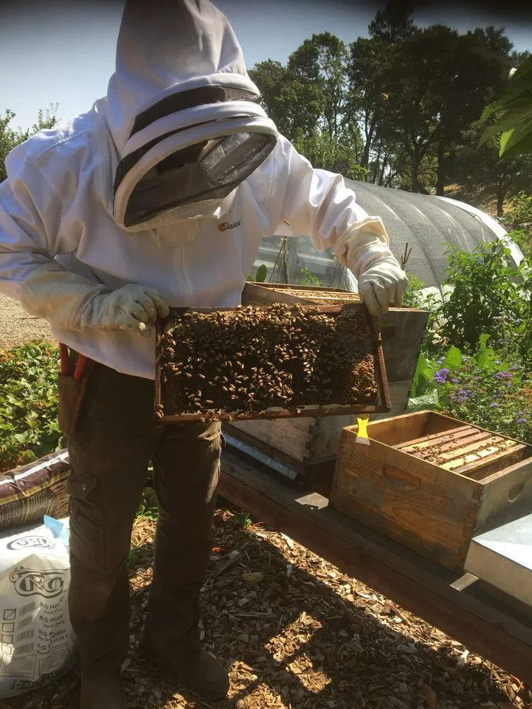 Expert yard maintenance in Sebastopol, CA by The Flowering Earth