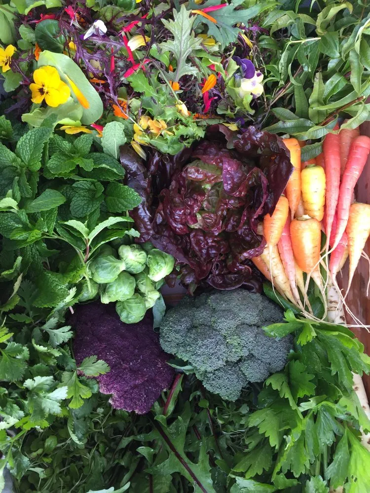 Custom outdoor landscaping experts serving Sebastopol, CA - The Flowering Earth