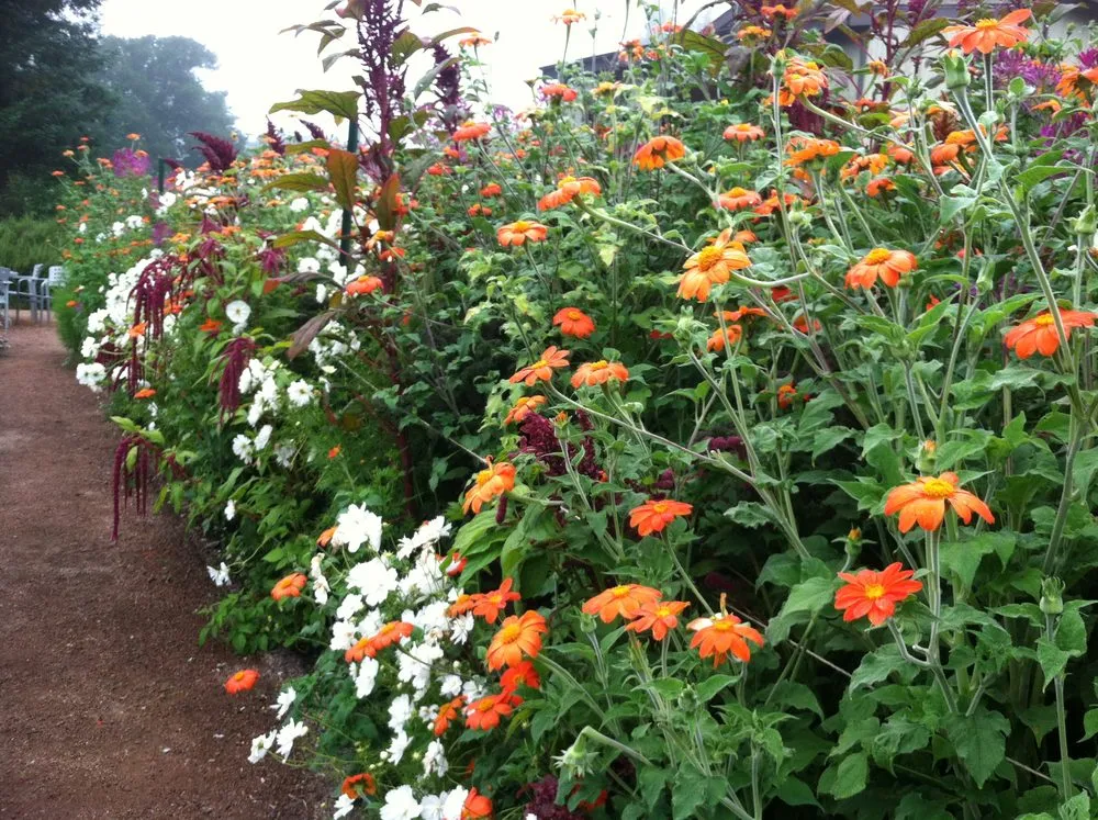 Reliable landscaping services experts serving Sebastopol, CA - The Flowering Earth