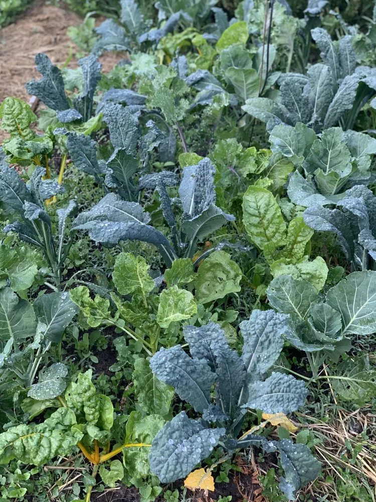 Trusted outdoor landscaping for residential properties in Sebastopol, CA by The Flowering Earth