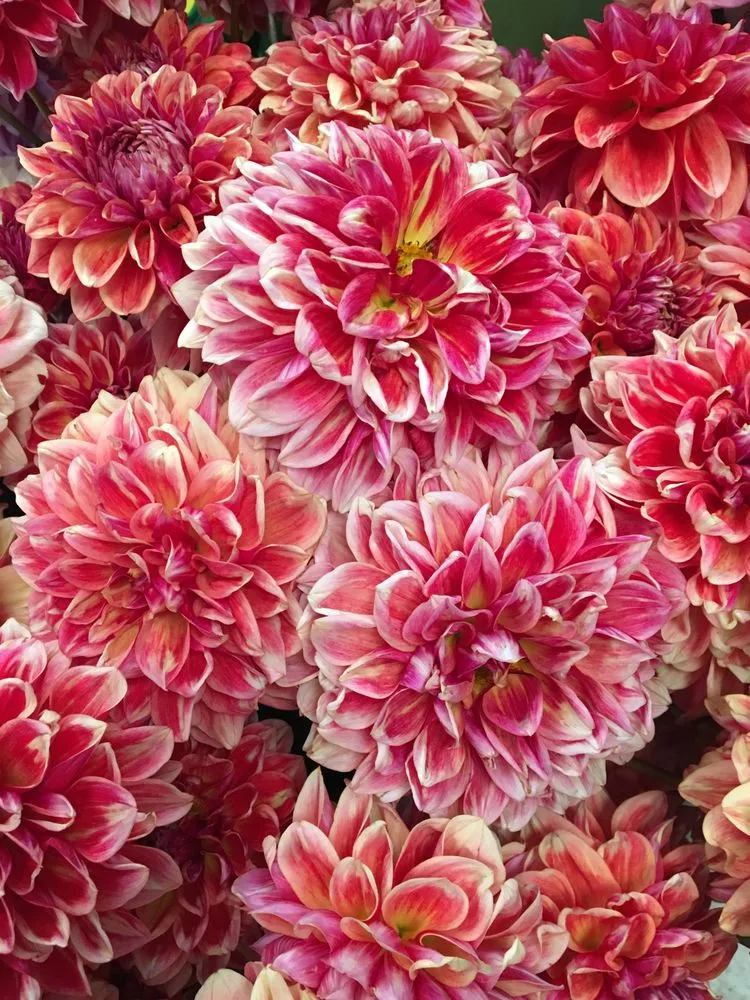 Trusted landscape design for beautiful yards across Sebastopol, CA - The Flowering Earth