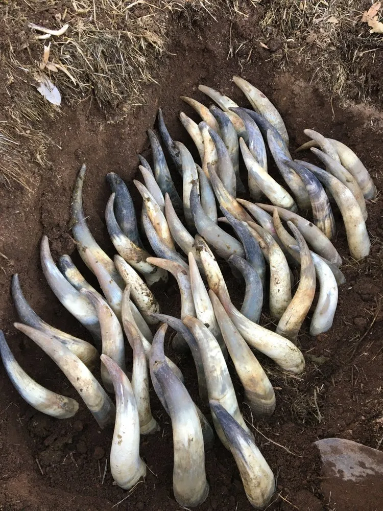 Local lawn care service experts serving Sebastopol, CA - The Flowering Earth