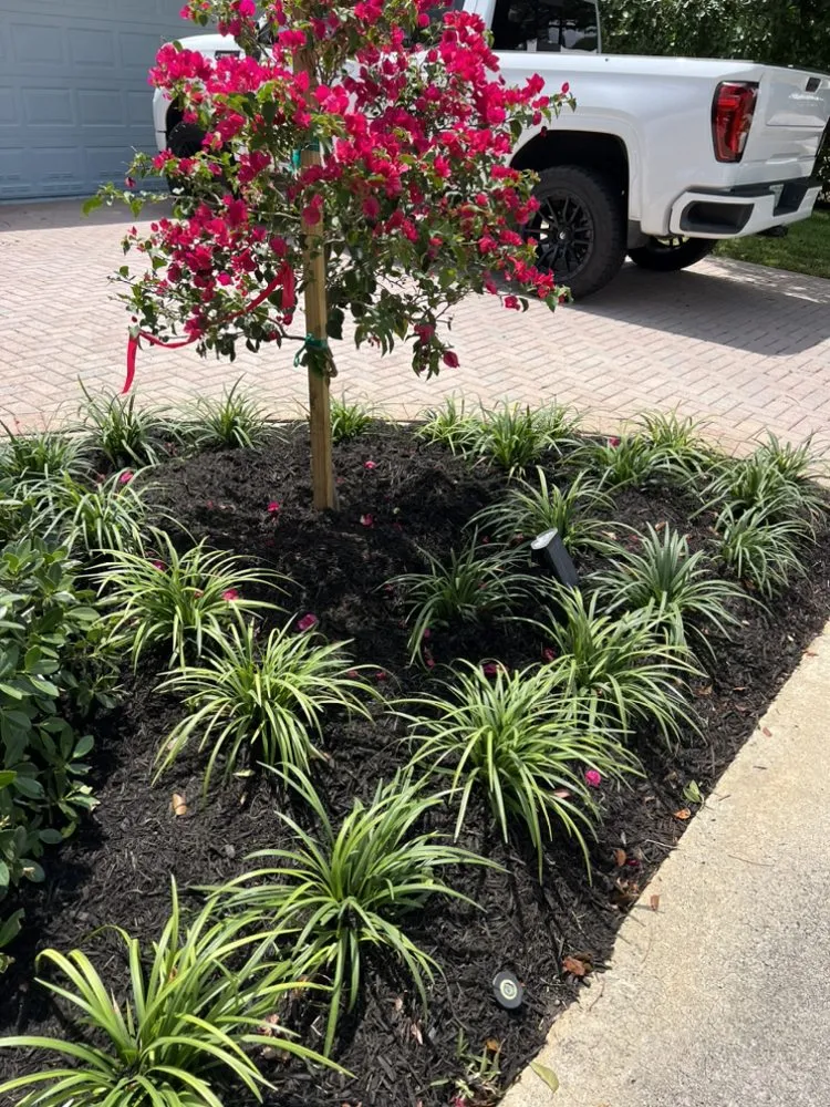 Top-rated lawn care service for residential properties in Fort Lauderdale, FL by The frank landscape