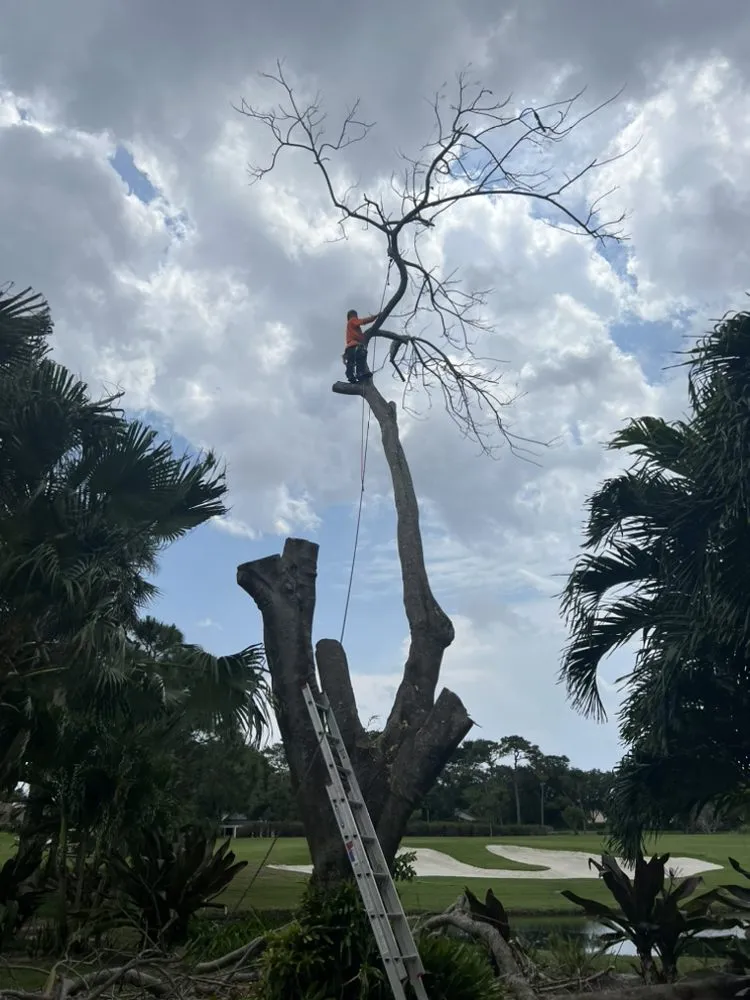 Custom yard maintenance for outdoor upgrades across Fort Lauderdale, FL - The frank landscape
