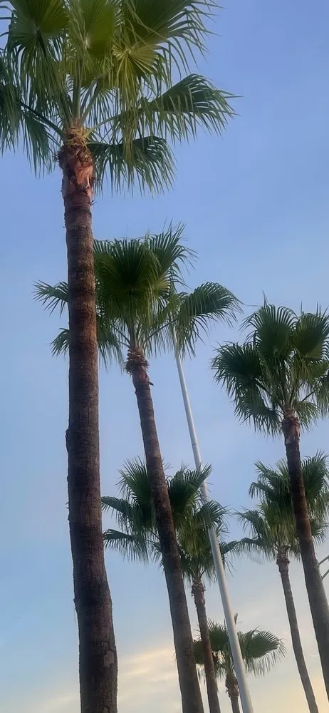 Local outdoor landscaping in Fort Lauderdale, FL by The frank landscape