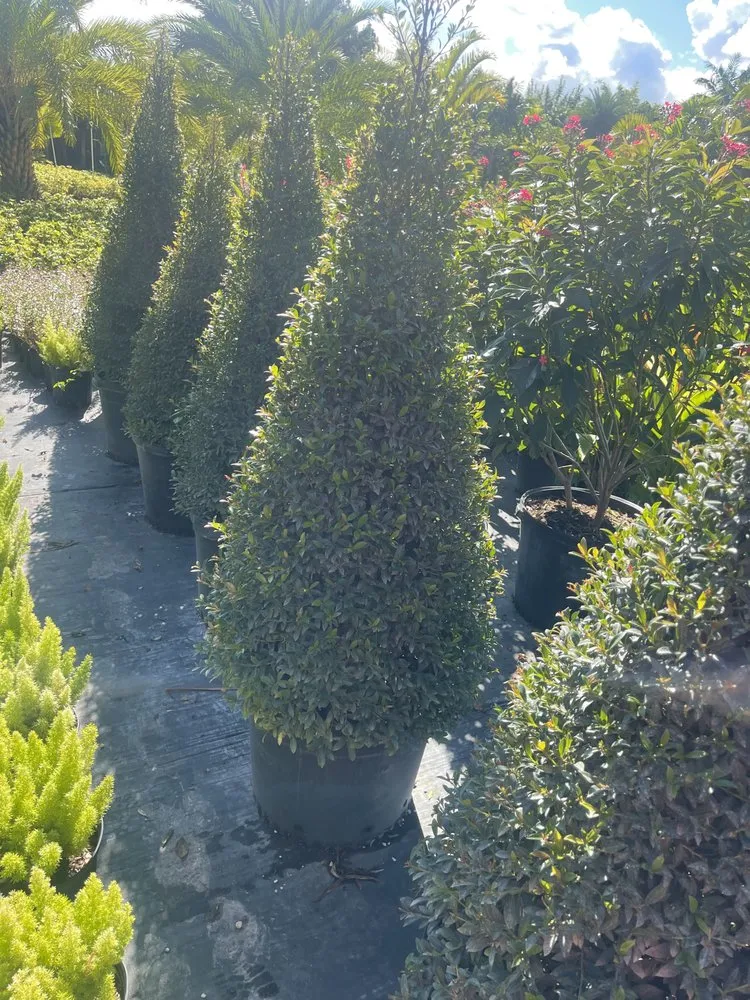 Trusted yard maintenance in Fort Lauderdale, FL - The frank landscape