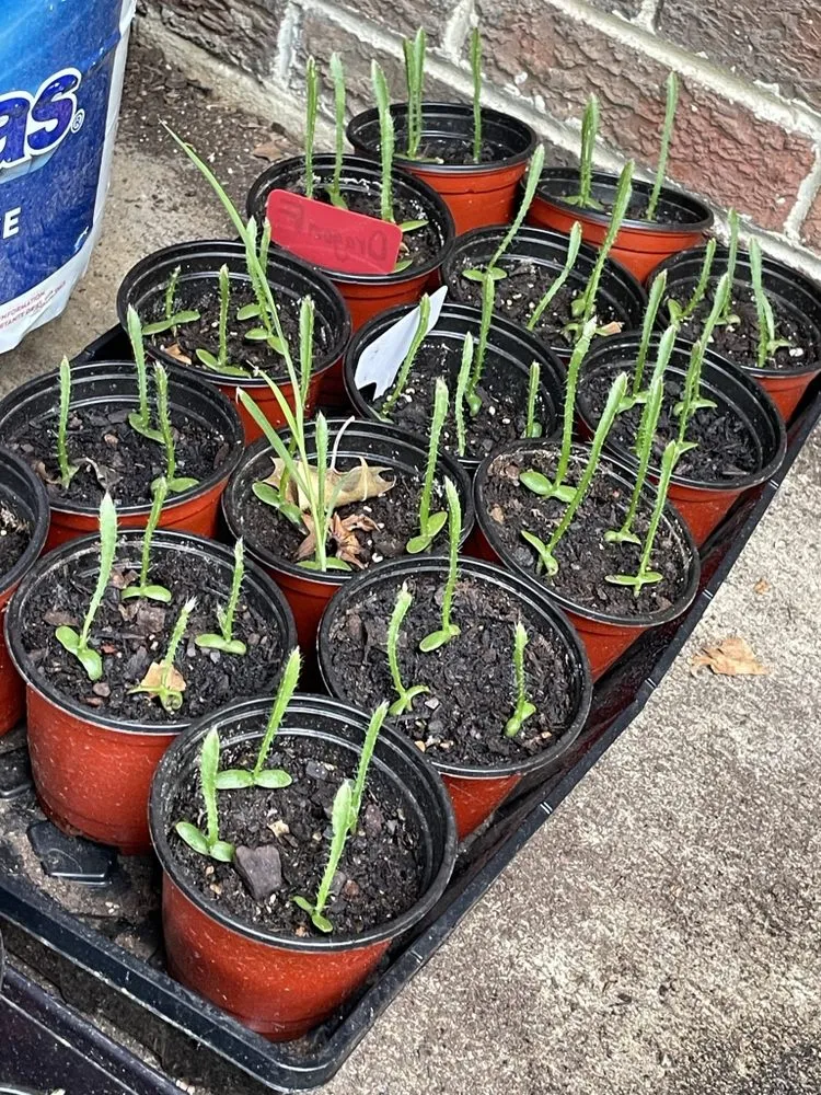 Local landscape installation experts serving Memphis, TN - The Fresh Air Company