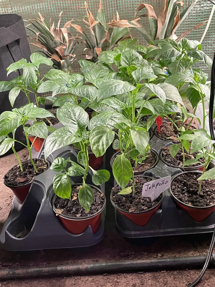 Custom landscaping services in Memphis, TN by The Fresh Air Company