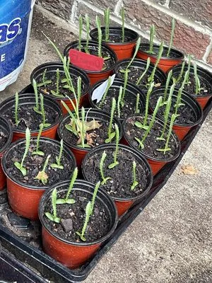 The Fresh Air Company Logo