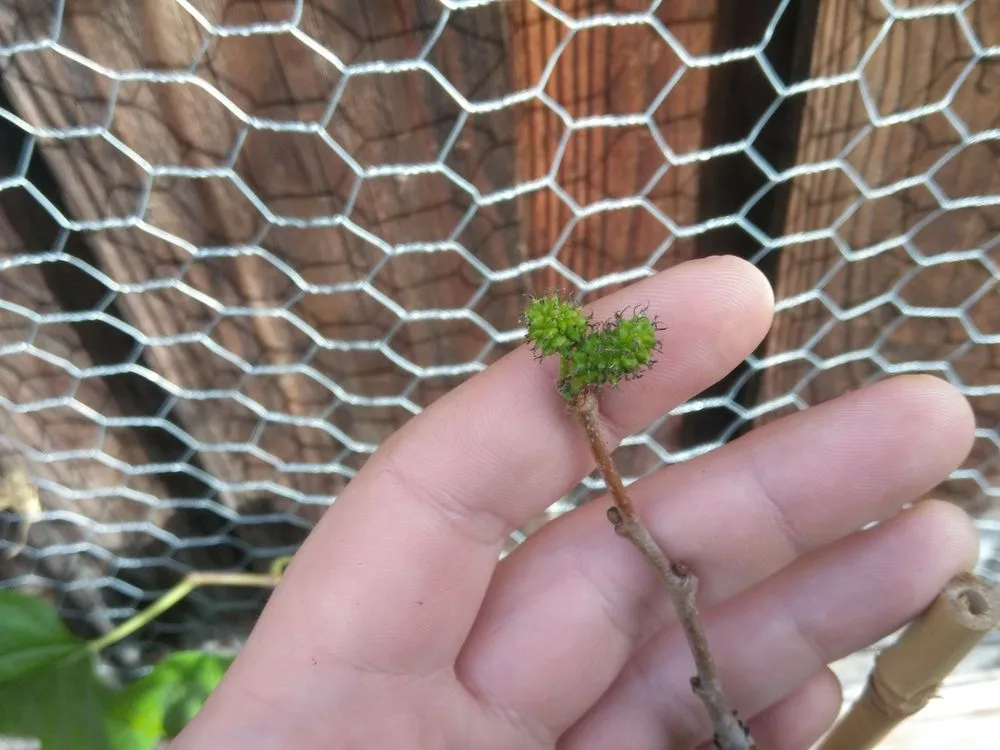 Local residential landscaping for beautiful yards across San Jose, CA - The Fruit Nerd