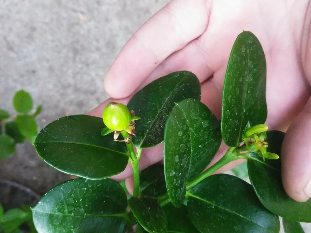 Trusted outdoor landscaping in San Jose, CA by The Fruit Nerd