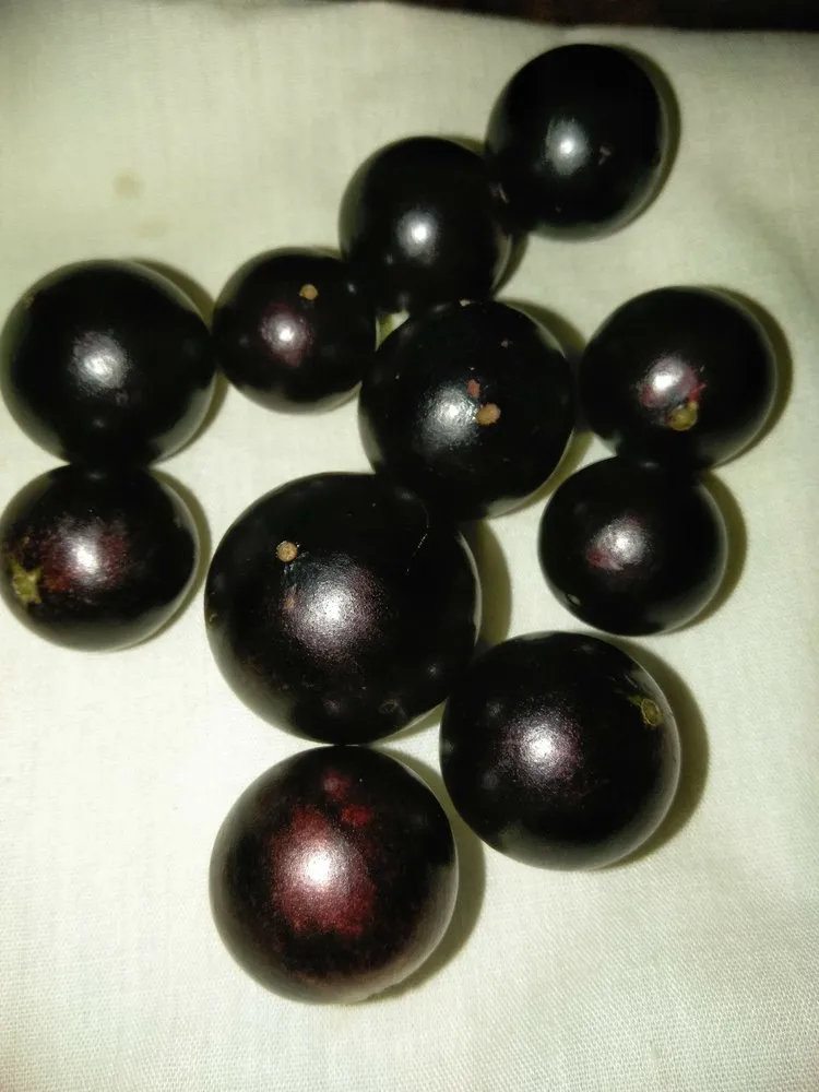 Professional lawn mowing service with custom design across San Jose, CA - The Fruit Nerd