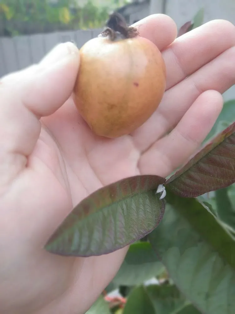 Affordable residential landscaping for year-round maintenance in San Jose, CA by The Fruit Nerd