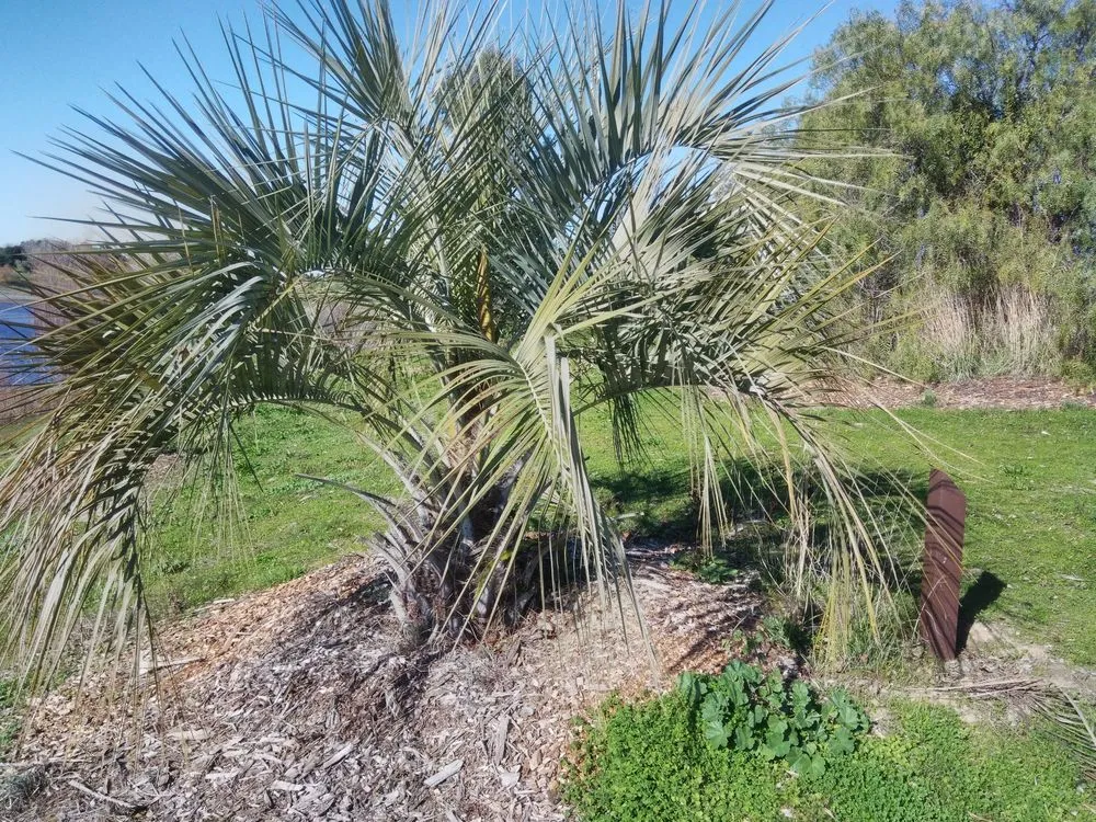 Expert yard cleanup service for homes in San Jose, CA by The Fruit Nerd