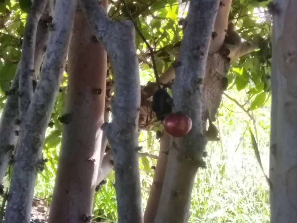 Professional yard maintenance experts serving San Jose, CA - The Fruit Nerd