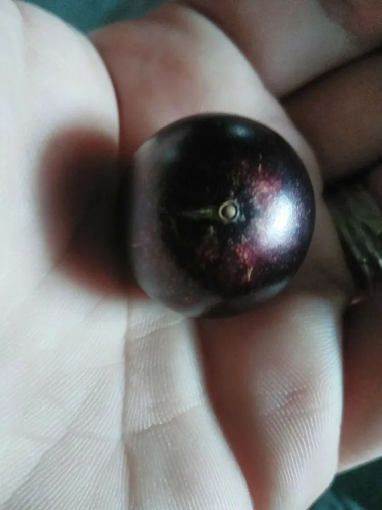 Local lawn care service in San Jose, CA by The Fruit Nerd