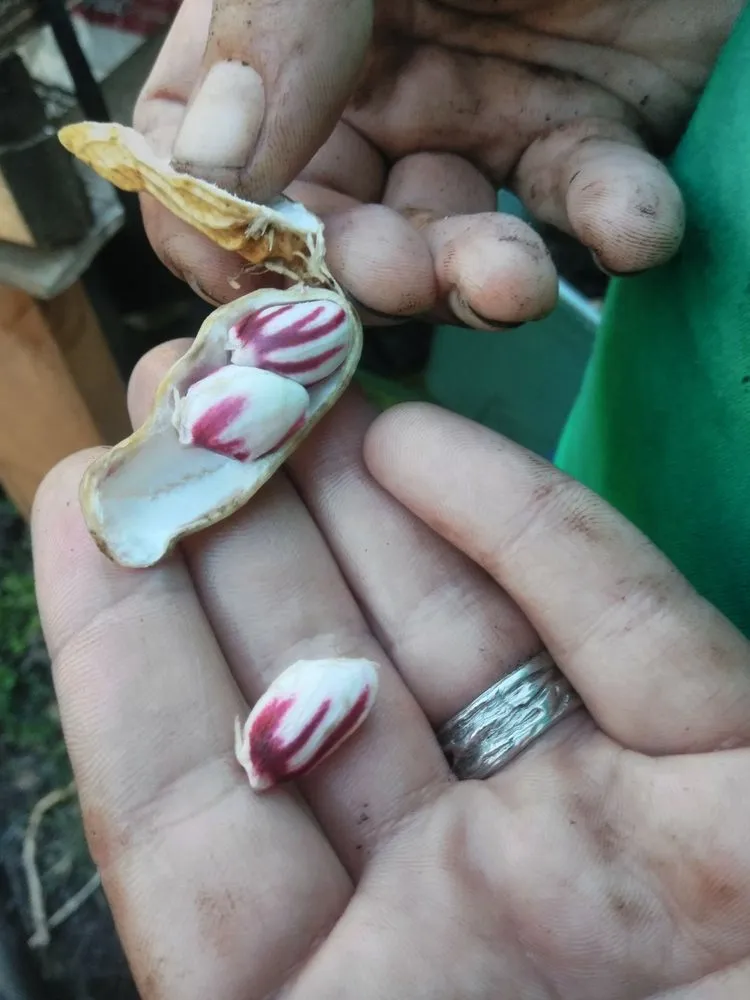 Trusted yard cleanup service in San Jose, CA - The Fruit Nerd