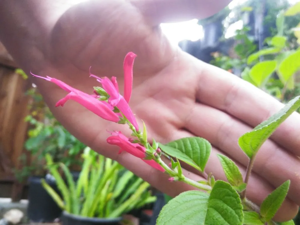 Trusted garden landscaping near you in San Jose, CA by The Fruit Nerd