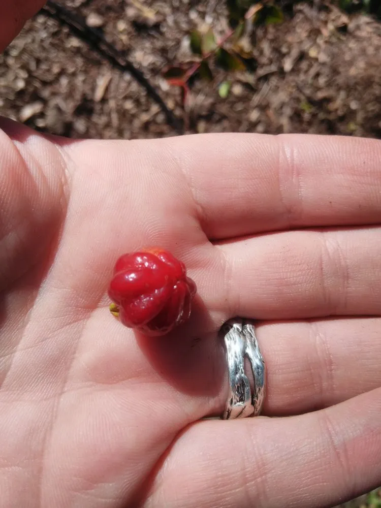 Custom lawn mowing service in San Jose, CA by The Fruit Nerd