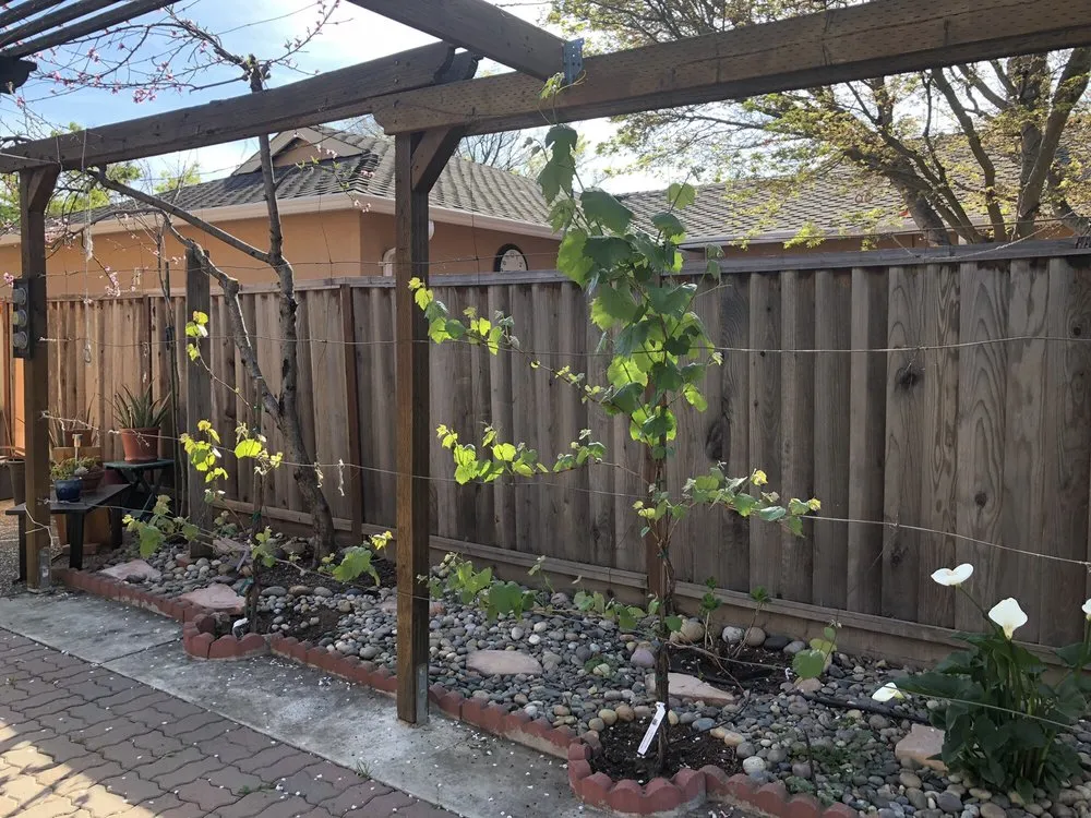 Expert residential landscaping in San Jose, CA by The Fruit Nerd