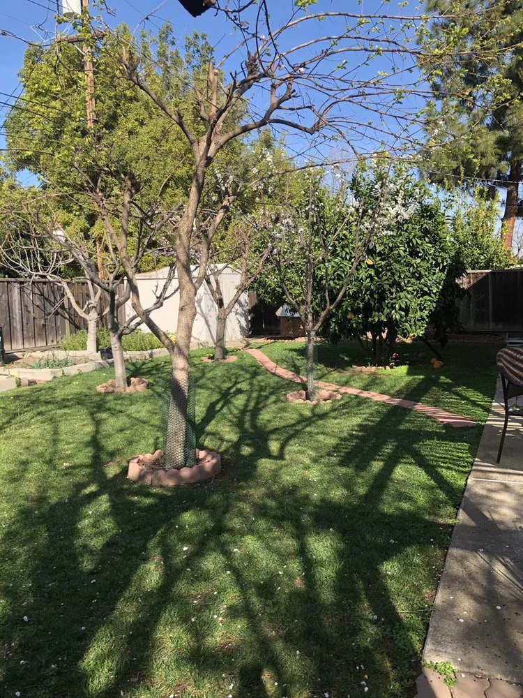 Custom lawn care service for beautiful yards across San Jose, CA - The Fruit Nerd